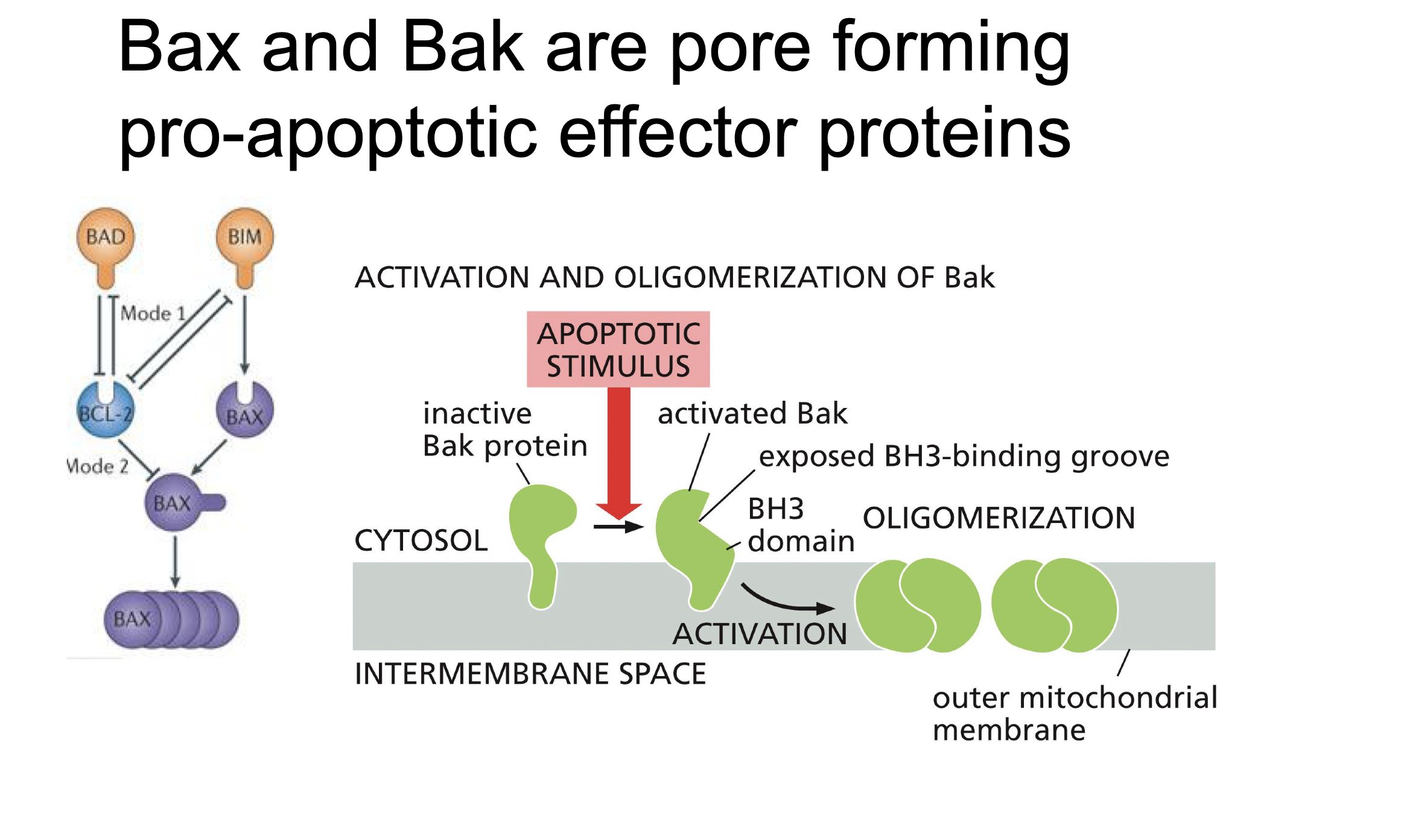 <p>Bak and Bax</p><p>When Bak or Max oligomerization to form a prores in mitochondria to let Cytochrome C out.</p>