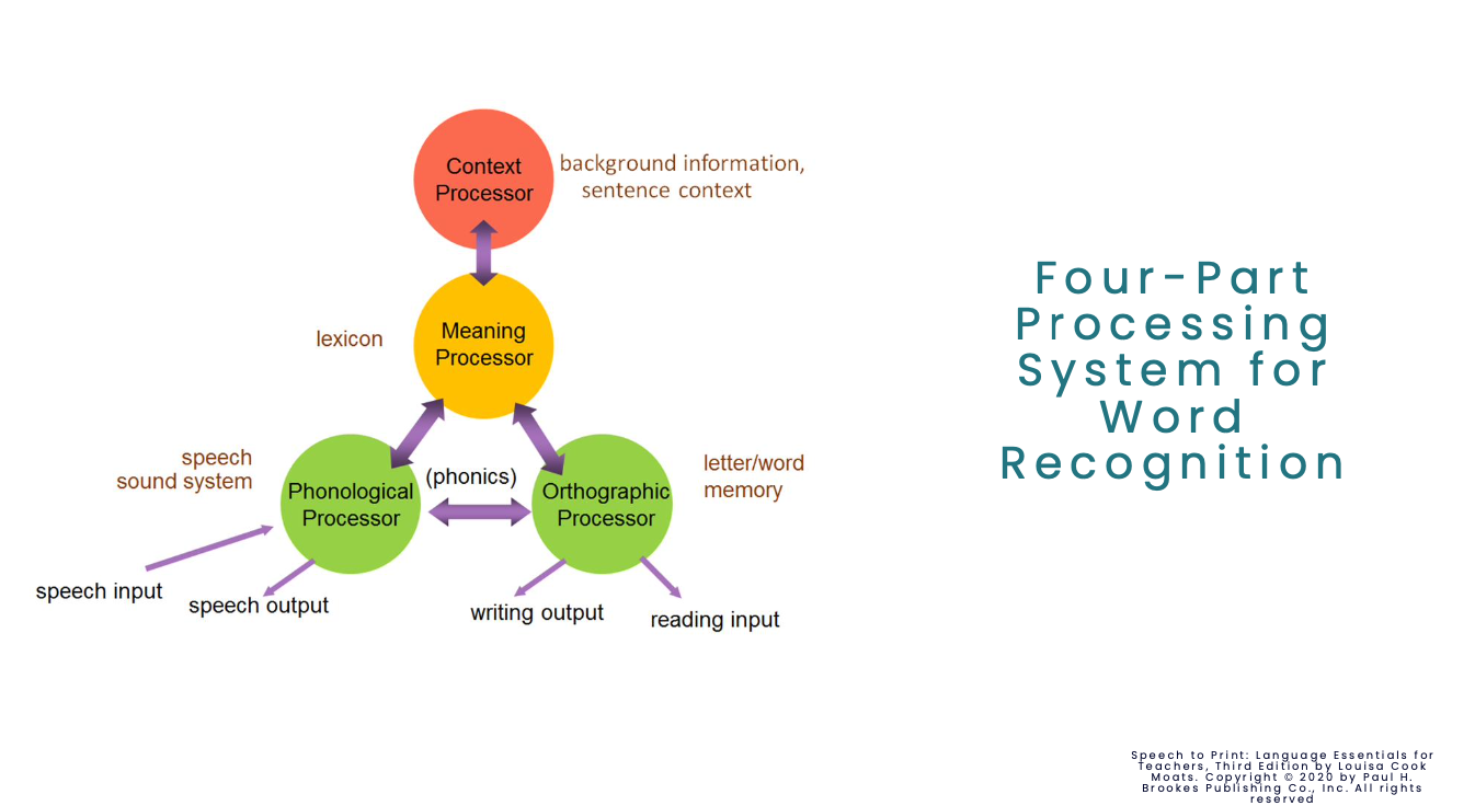 <p>4 part processing system for word recognition: recall this</p>