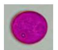 term image