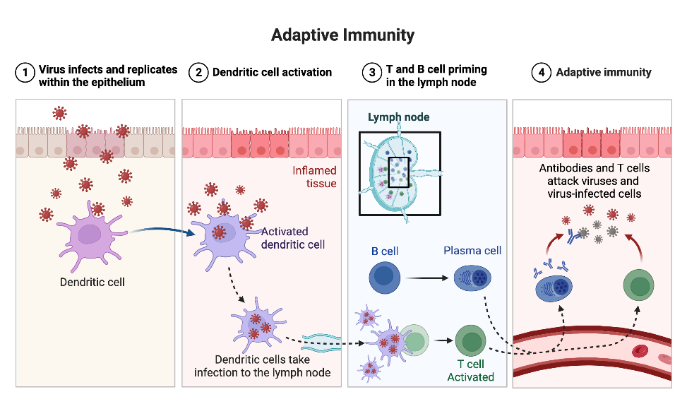 <p>A specialized branch of the immune systems characterized by specificity, learned immune response that targets pathogens using lymphocytes (T and B cells) and antibodies, providing memory. </p>