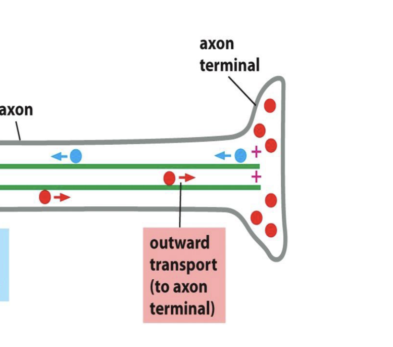 <p>made of cargo + tail + globular head, moves to synaptic terminal to plus end on microtubules = anterograde</p>