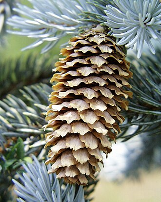 <p>Świerk kłujący</p><p>Picea pungens</p>
