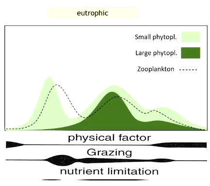 <p>The first bloom in spring is almost entirely made up of small phytoplankton and gets grazed down by zooplankton. In summer the large phytoplankton dominate (represents a later large scale successional state), zooplankton populations also rise in summer. There is another small bloom in autumn that is dominated by small phytoplankton again</p>