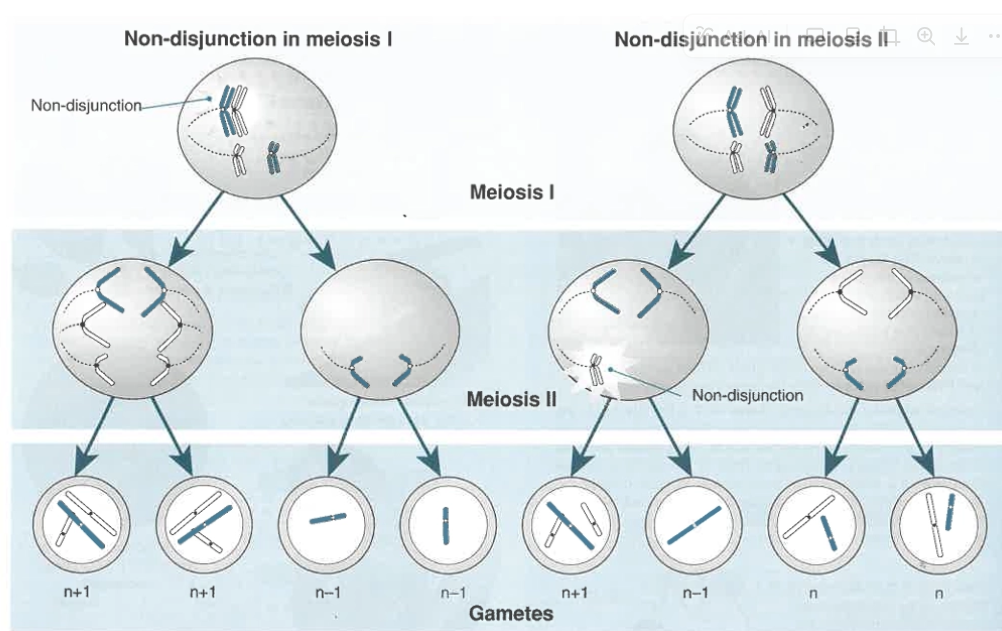 <p><span style="background-color: rgba(224, 101, 1, 0.13);">WHY IS NON-DISJUNCTION in meiosis I result in a higher proportion of faulty gametes than non-disjunction in meiosis II?</span></p>