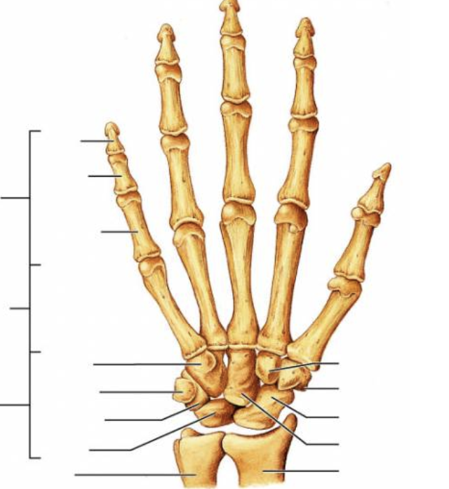 <p>metacarpal/phalanx</p><p>distal</p><p>middle</p><p>proximal </p>