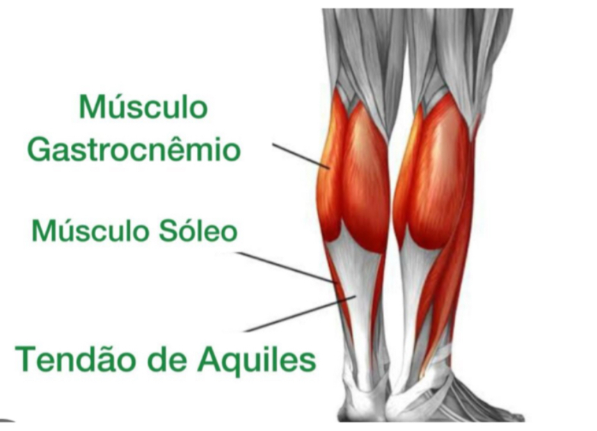 <p>Origem, inserção, inervação e função do m. gastrocnêmico:</p>