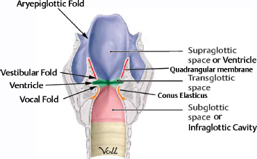 <p><strong>quadrangular membrane: </strong>function </p>