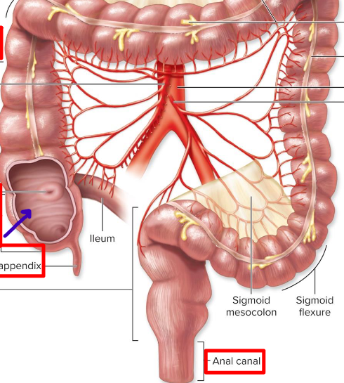 <p>a blind pouch that is the beginning of large intestine</p>