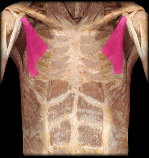 <p>origin: ribs 3 through 5 and the overlying fascia. </p><p>insertion: coracoid process of the scapula.</p><p>action: protracts the scapula (with the help of the serratus anterior).</p>