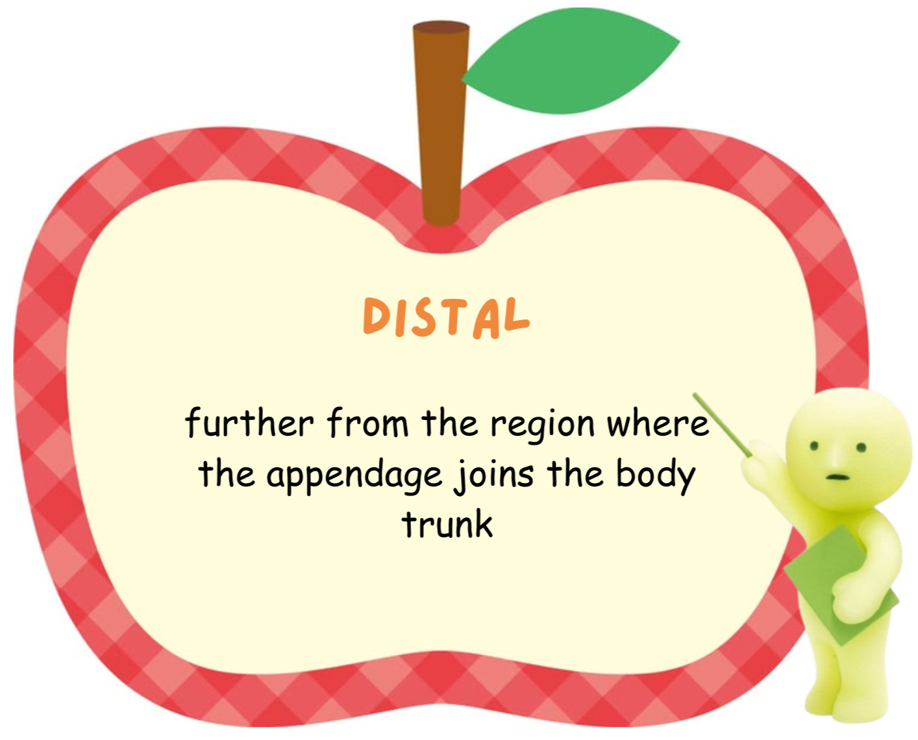 <p>distal</p>