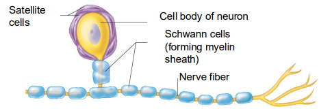<ul><li><p>Surround all peripheral nerve fibers and form myelin sheaths in thicker nerve fibers</p><ul><li><p>Similar function as oligodendrocytes</p></li></ul></li><li><p>Vital to regeneration of damaged peripheral nerve fibers</p></li></ul><p></p>