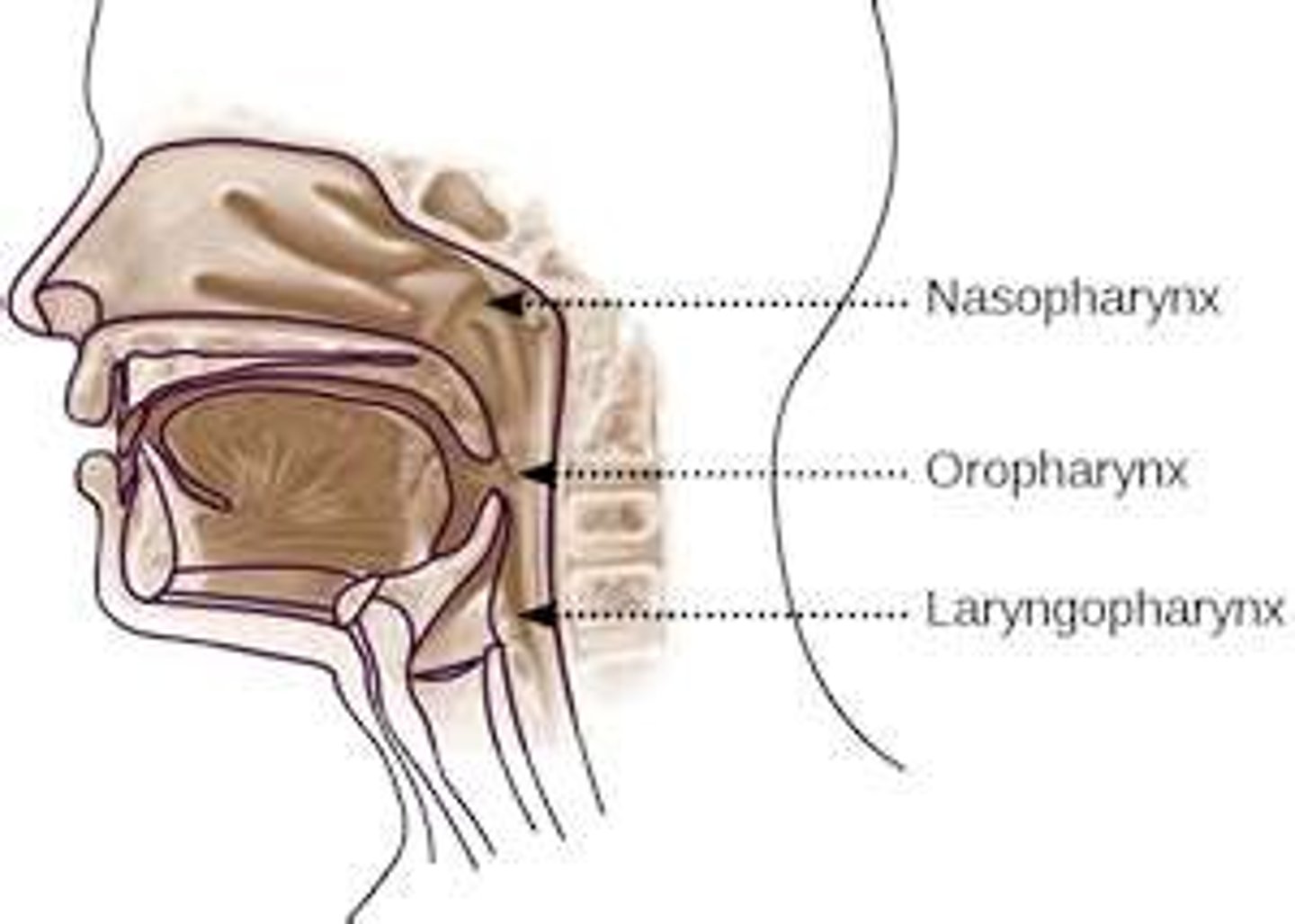 <p>-throat; passage for food, fluids, air</p><p>-3 divisions: nasopharynx, oropharynx, laryngopharynx</p>