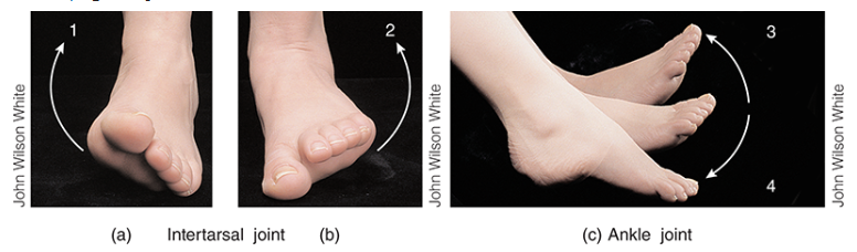 <p>Plantar Flexion</p>