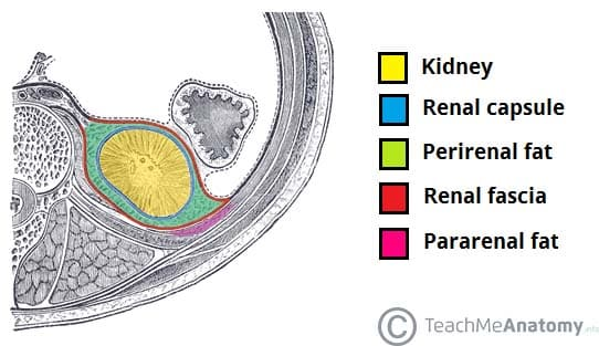 <p>renal fascia</p>