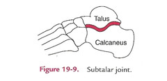 <p>articulation of the inferior surface of the talus and the superior surface of the calcaneus</p>