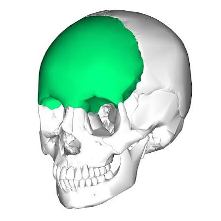 <p>A bone in the skull that forms the forehead and the area slightly above the eye sockets.</p>