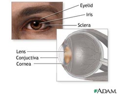 <p>transparent part of the eye behind the iris; focuses light on the retina (accommodation); change shape to focus on objects</p>