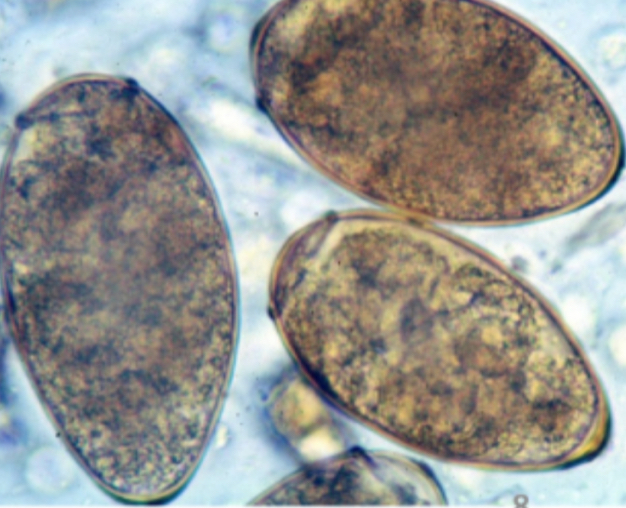 <p>There is a dog that has this parasite. How did it become infected?</p>