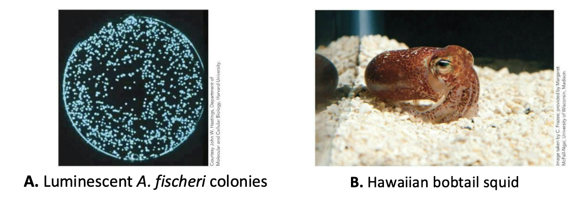 <p><strong>Lux, a prototypical quorum-sensing system</strong></p><ul><li><p>Found in <em>Aliivibrio fischeri</em></p><ul><li><p>Can live freely or in symbiosis with the Hawaiian bobtail squid.</p></li><li><p>The cells only emit light (via the enzyme <strong><em>luciferase</em></strong>) when in the light organ of the squid (or in a lab setting).</p></li></ul></li></ul><p></p>