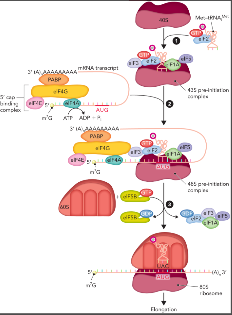 <ul><li><p>43S pre-initiation complex is formed between 40S subunit and a complex consisting of initiation factors, GTP, and the aminoacylated Met-tRNA<sub>i</sub><sup>Met</sup> </p></li><li><p>the mRNA transcript with a RNA binding proteins associated with the 5’ cap and poly(A) tail associates with the 43S to form the 48S pre-initiation complex </p></li><li><p>the 60S subunit associates resulting in the exchange of initiation factor proteins and formation of the fully assembled 80S complex </p></li></ul><p></p>