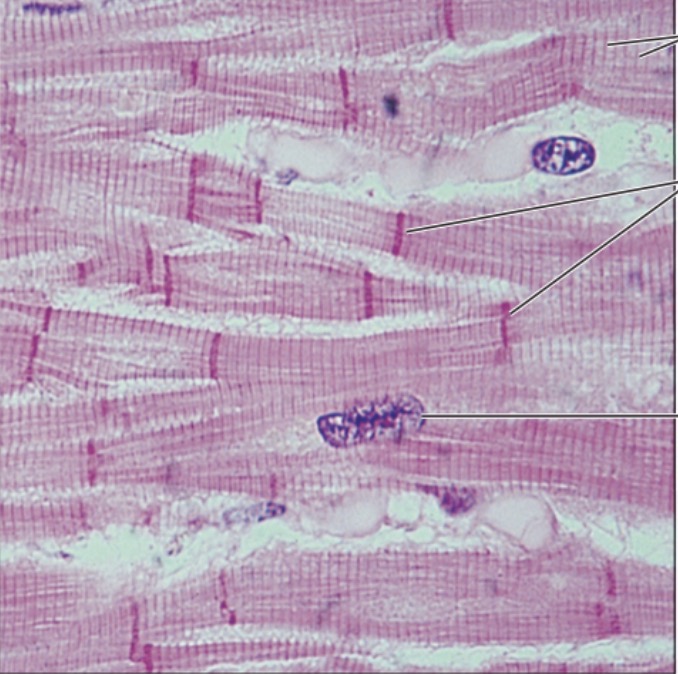 <p>what is the name of this tissue?</p>