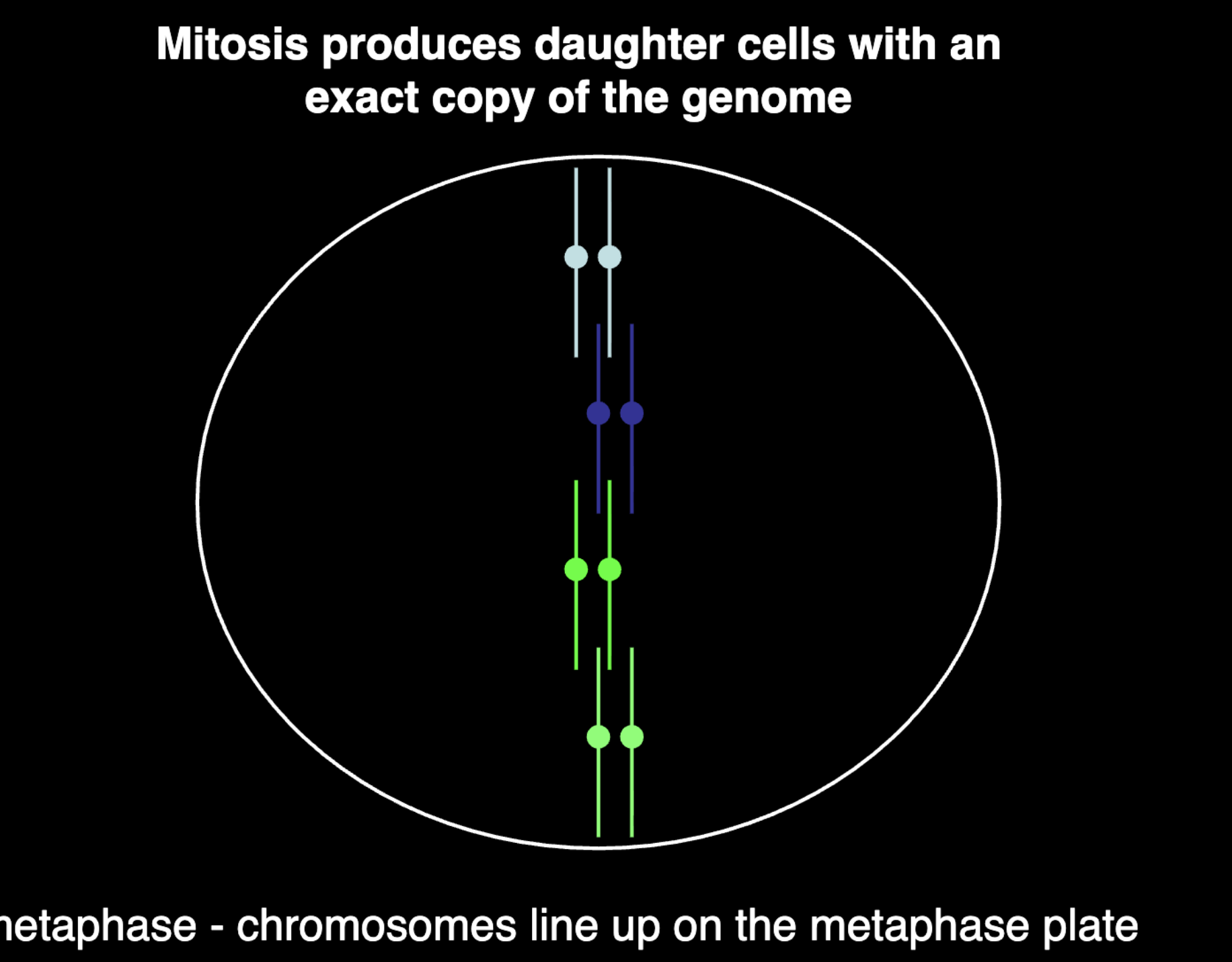 <p>Mitosis produces daughter cells with an exact copy of the genome</p>