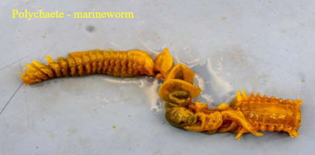 <p>Phylum &amp; name?</p>