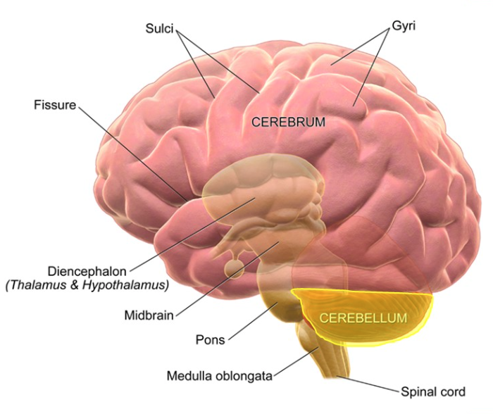 <p>Function of the Cerebellum</p>