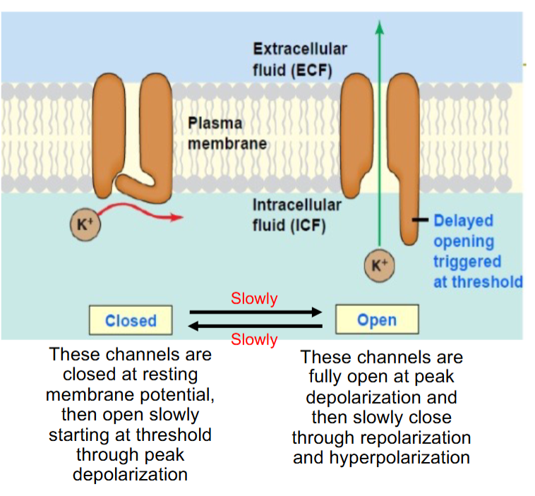 <p>Voltage gated K+ channels have only ONE gate</p>