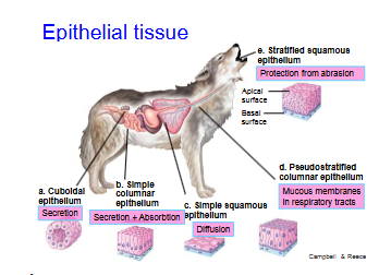 <p>Protects and interfaces with environment</p><p>Covers outside of body and lines organs and</p><p>cavities within body. Different cell types (cuboidal,</p><p>columnar, squamous) and cell arrangement</p><p>• Simple: Single layer</p><p>• Stratified: Multiple layers</p><p>• Pseudostratified: Single layer of varying length</p>