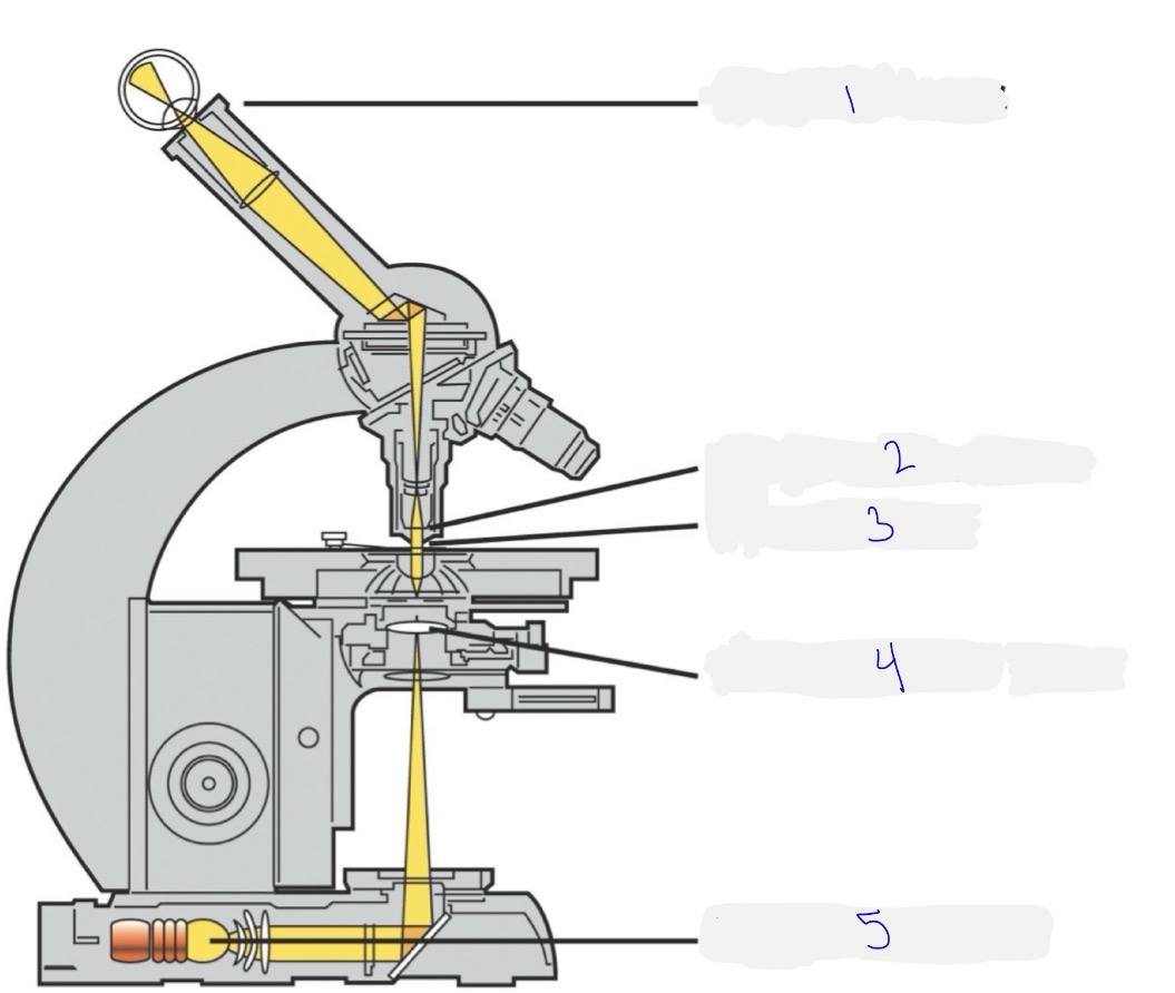 <p>type of microscope, where the light comes from, and parts labeled</p>