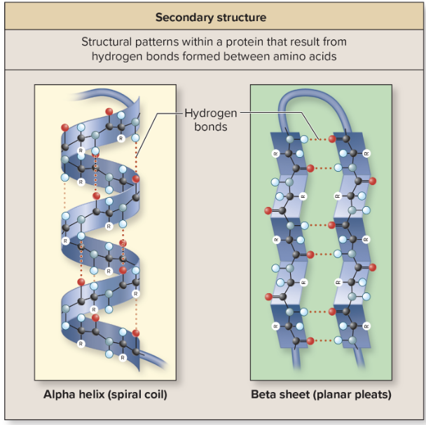 <p>patterns that repeat several times </p><p>2 types: alpha helix (spiral coil), beta sheet (planar sheet arrangement) </p>