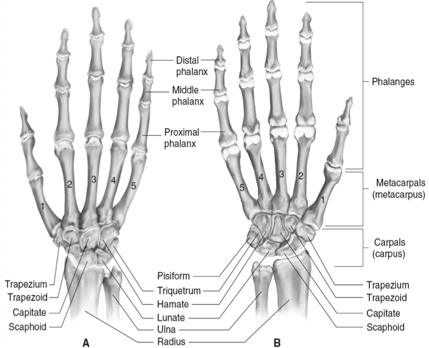 <p>29 bones of the wrist and hand </p><ul><li><p>1 radius </p></li><li><p>1 ulna </p></li><li><p>8 carpal bones </p></li><li><p>5 metacarpal bones </p></li><li><p>14 phalanges </p></li><li><p>+ sesamoid bones w/ in thumb flexor tendon </p></li></ul><p></p>