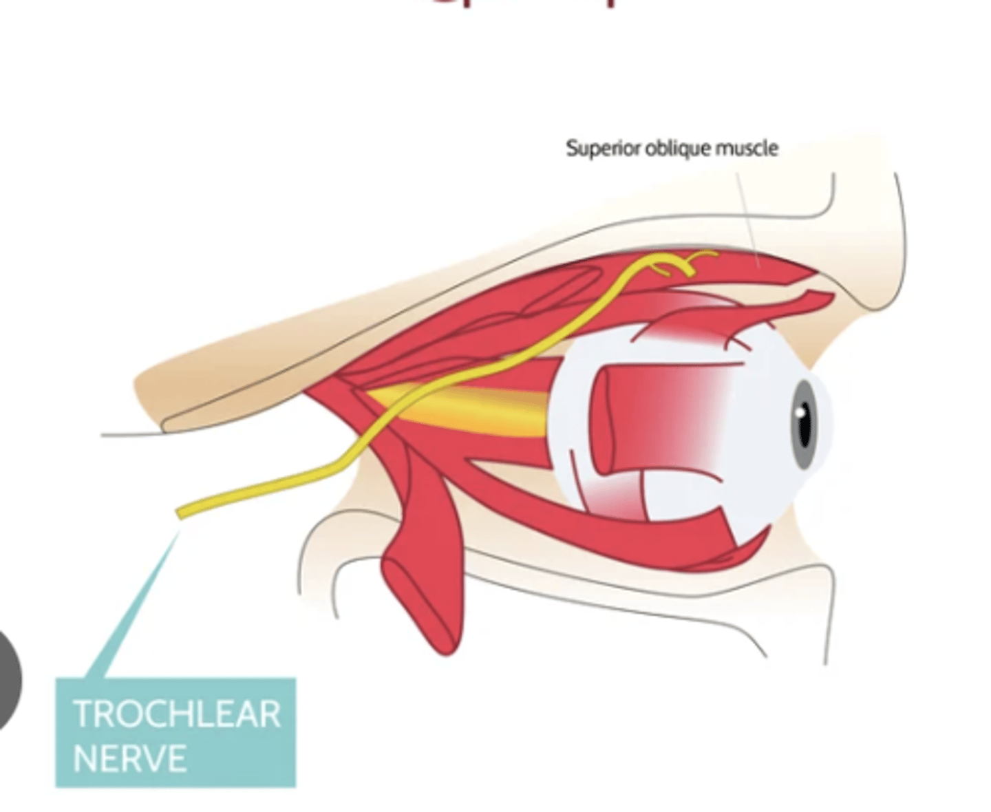 <p>What is the course of the trochlear nerve (CN IV) and what muscle does it innervate?</p>