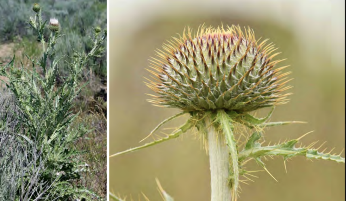 <ul><li><p>Jackson hole thistle</p></li><li><p>Sunflower family</p></li></ul><p></p>