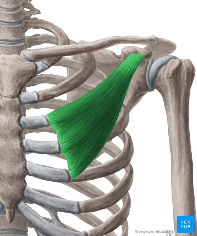 <p>M. pectoralis minor</p>