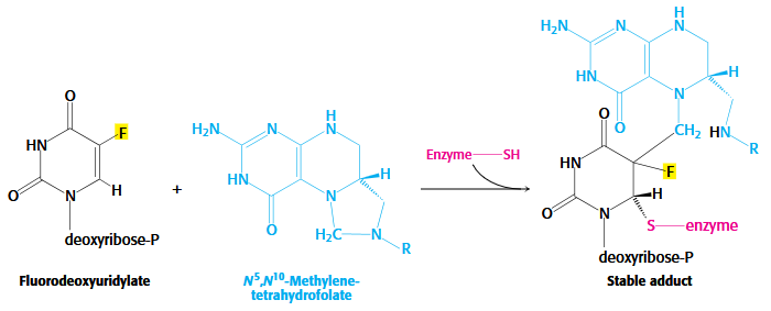 <p>Folate analogs as potent anticancer medications</p><p>Rapidly dividing cells require an abundant supply of thymidylate for the synthesis of DNA.</p><p>The vulnerability of these cells to the inhibition of TMP synthesis has been exploited in the treatment of cancer.</p><p>Thymidylate synthase and dihydrofolate reductase are choice targets of chemotherapy</p><p>ex. Raltitrexed and Methotrexate</p>