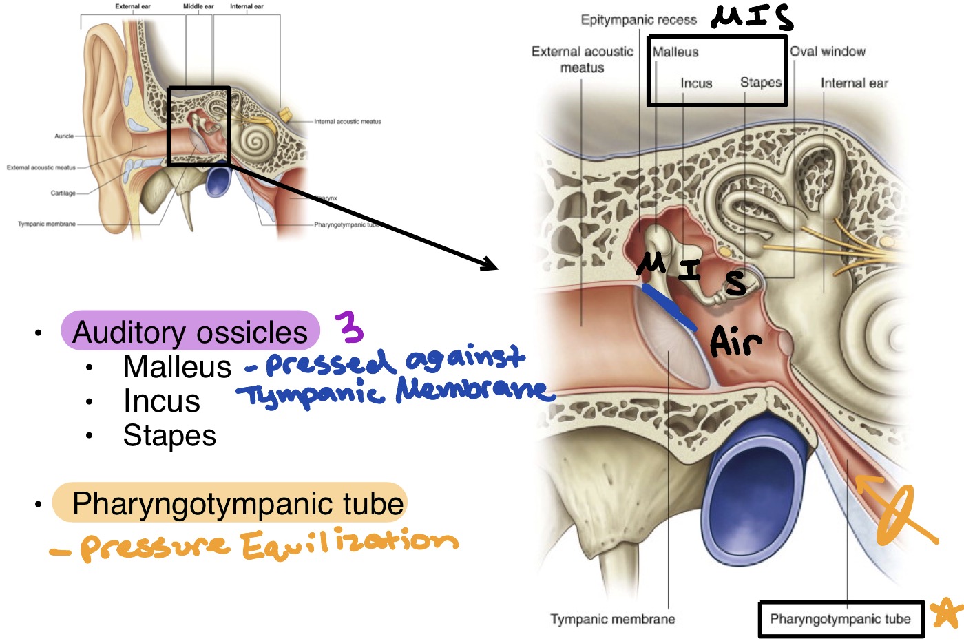<ul><li><p><strong>Auditory ossicles</strong> (3) → MIS </p><ul><li><p>Malleus (pressed against tympanic membrane)</p></li><li><p>Incus</p></li><li><p>Stapes (pressed against oval window)</p></li></ul></li><li><p><strong>Pharyngotympanic tube</strong></p><ul><li><p>Pressure equilization</p></li></ul></li></ul><p></p>