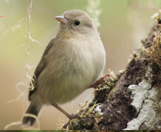 <ul><li><p><em>Certhidea olivacea </em></p></li><li><p>vulnerable</p></li><li><p>until 2008, it was thought that this was the same species as the grey warbler finch </p></li></ul><p></p>