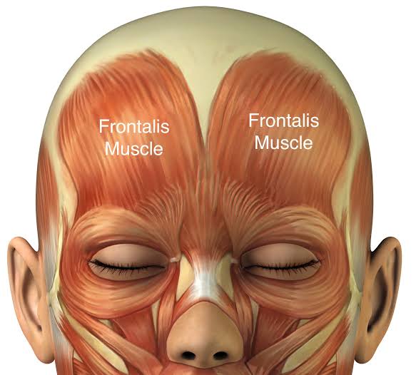 <p></p><p>Function:  elevates eyebrows; wrinkles skin on forehead horizontally</p>