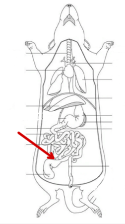 <p>Rat</p>