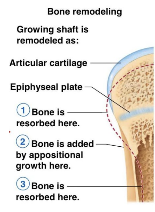 <p>Skeletal remodeling occurs where</p>