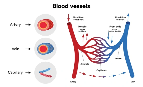 <p>assists in <strong>exchange of substances</strong> between blood and tissues</p><p><strong>oxygen</strong> &amp; <strong>sugars</strong> allowed to <strong>pass through</strong> walls (in and out of blood)</p><ul><li><p><strong>thinnest wall</strong></p></li><li><p>bigger lumen</p></li></ul><p></p>