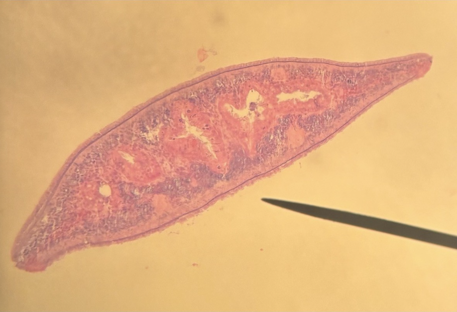<p>What phylum and class is this?</p>