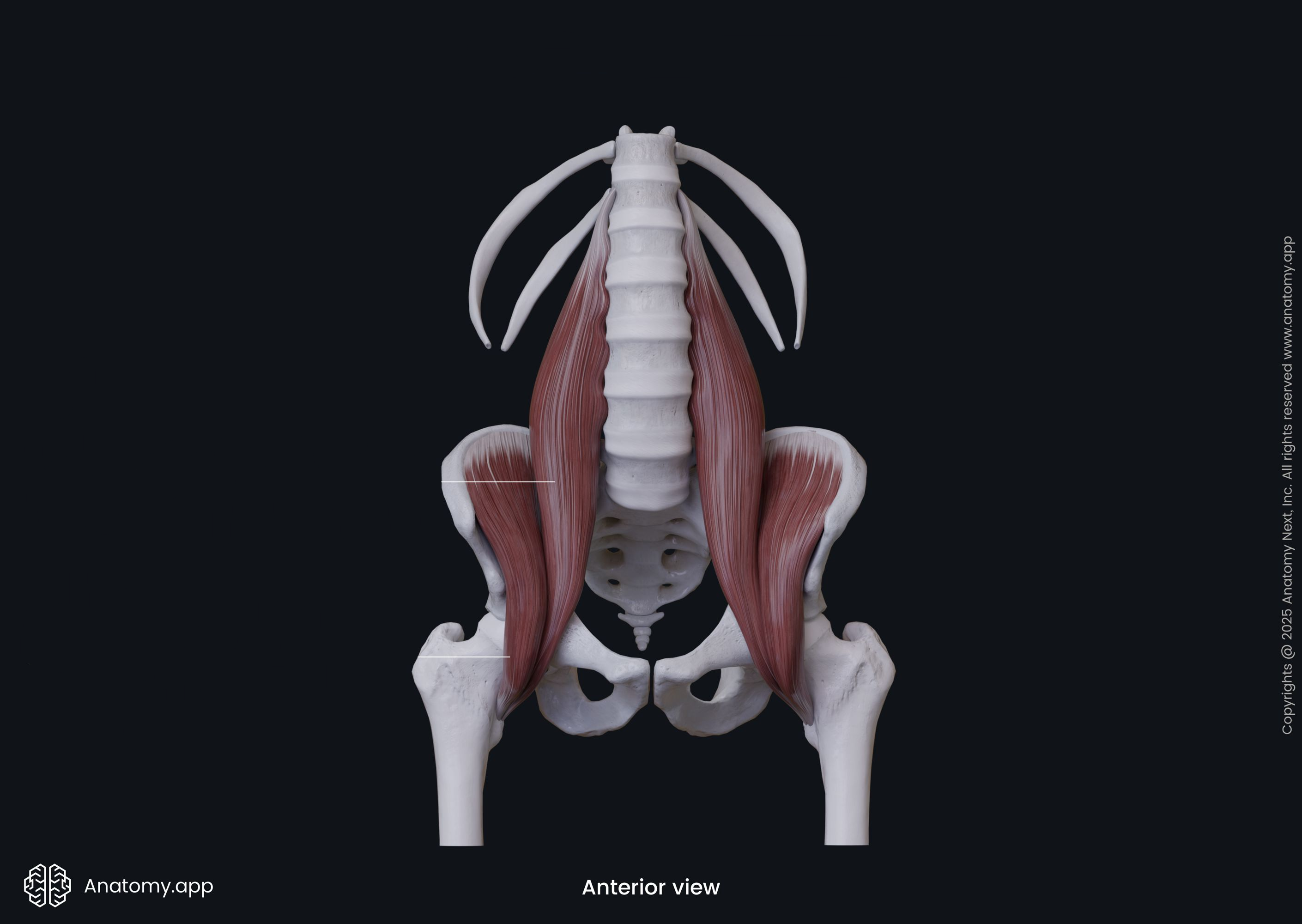 <p>m. iliacus: fossa iliaca</p><p>m. psoas major: wervellichamen Th12-L4 + procc. costarii van L1-L5 + tussenwervelschijven tss Th12-L4</p>