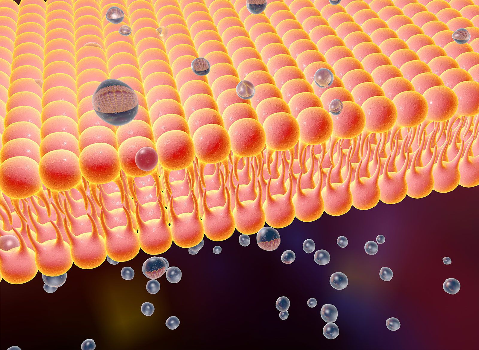 <p>Cell/Plasma Membrane</p>