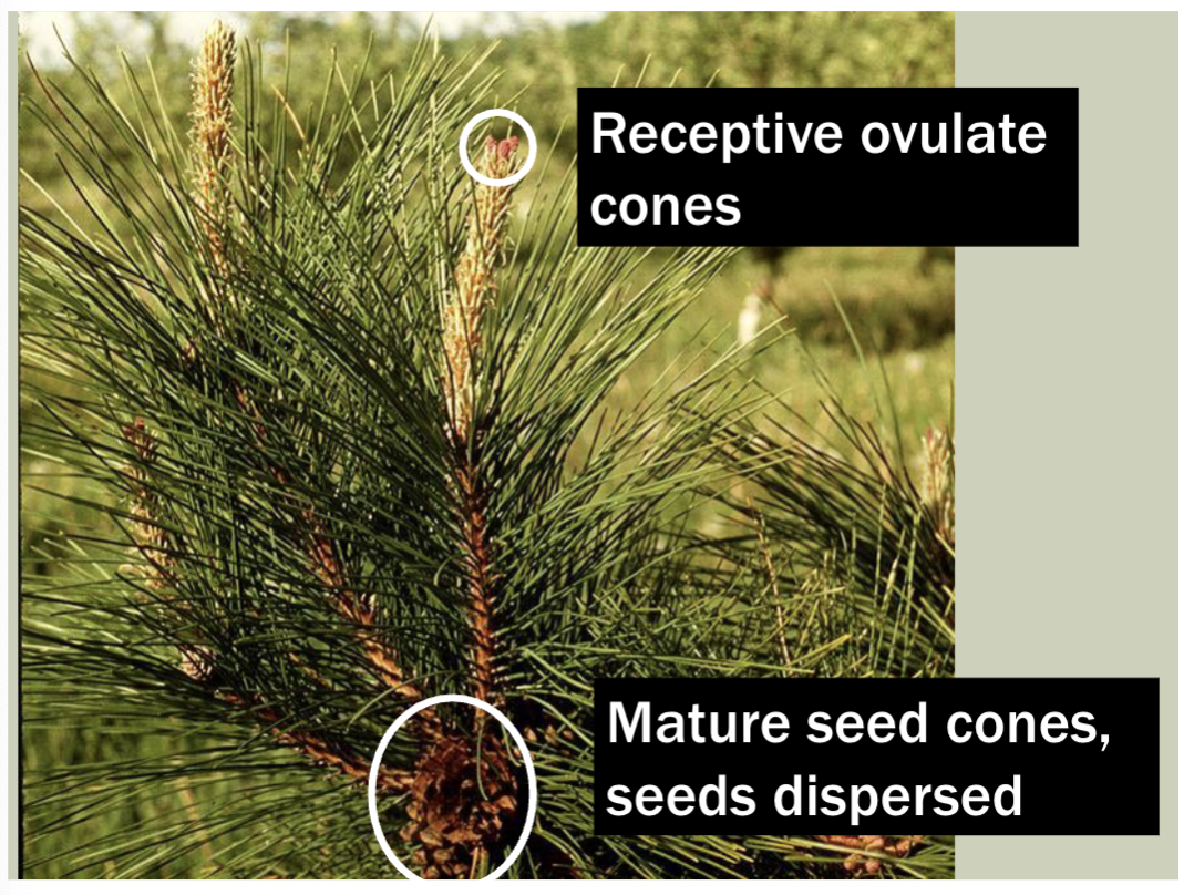 <ul><li><p>naked seeds</p></li><li><p>no flowers, no fruits</p></li><li><p>seeds found in cones</p></li></ul><p></p>