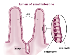 <p>FALSE!</p><p></p><p>only <em>one layer of epithelial cells</em> exists for intestinal lining. think about why!! it maximizes absorption.</p>
