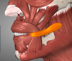 <p>smiling/ pulling corner of mouth out</p>