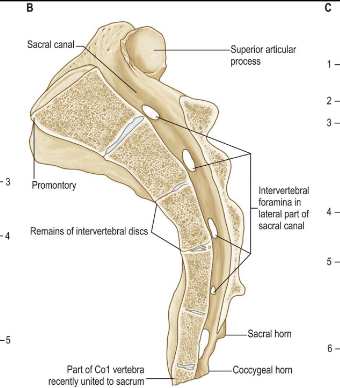 <p>houses spinal nerve roots</p><p>*articular process of sacrum articulates with pelvis</p>
